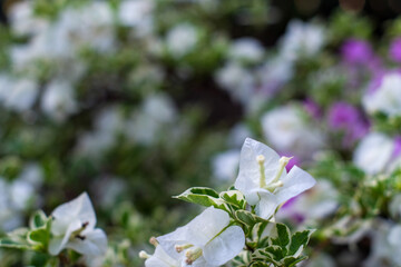 Blooming bougainvillea flowers background. Bright white bougainvillea flowers as a floral background. Bougainvillea flowers texture and background. Close-up view Bougainvillea tree with flowers