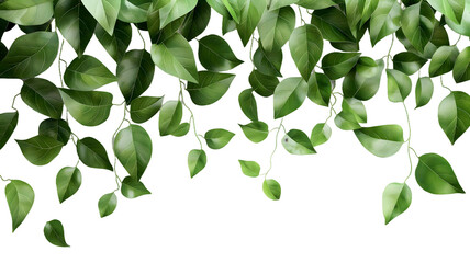 Obraz premium green leaves isolated on white