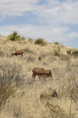 Barbary sheep herd in the wild