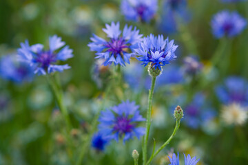 Romantic blue cornflowers in backlight with smooth green and blue background, shallow depth of field