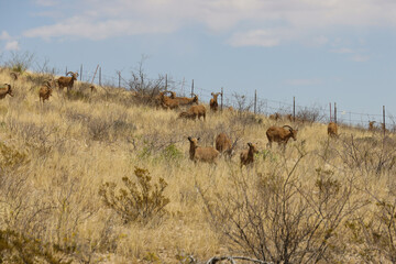 Barbary sheep herd in the wild