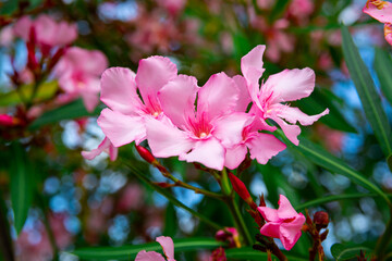 Obraz premium Close-up blossoming of oleander flowers in the spring, outdoor