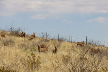 Barbary sheep herd in the wild