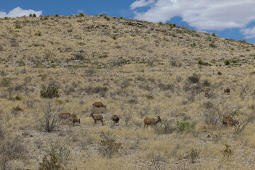 Barbary sheep herd in the wild