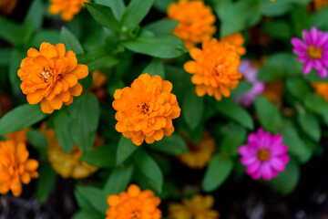 Orange Marigold and Pink zinnias