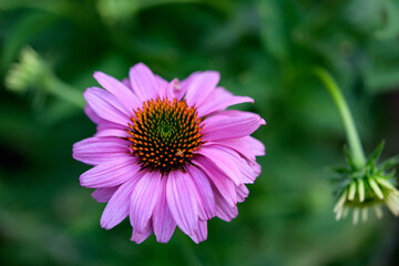 Purple Coneflower Echinacea