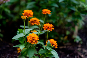 Marigold