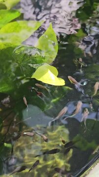 Guppies swim in a pond with golden pothos leaves.