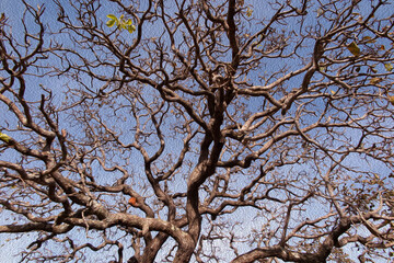 Caryocar brasiliense pequi tree with twisted trunk with oil painting effect