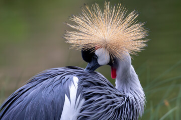 Fancy-crowned crane showing it's beauty