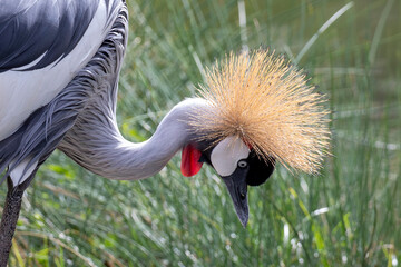 Fancy-crowned crane showing it's beauty