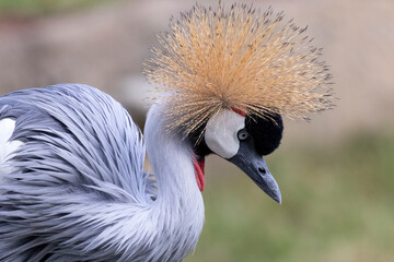 Fancy-crowned crane showing it's beauty