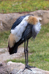 Fancy-crowned crane showing it's beauty
