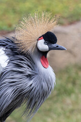 Fancy-crowned crane showing it's beauty
