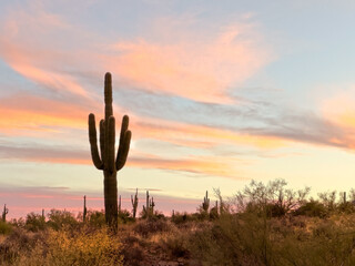 Tranquil Arizona desert sunset with a majestic saguaro cactus silhouette against a colorful sky,...
