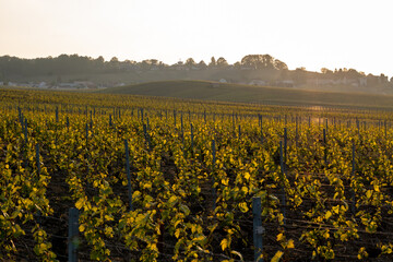 Landscape with green grand cru vineyards near Avize, region Champagne, France. Cultivation of white...