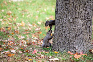 two Squirrels are playing on the tree, autumn background
