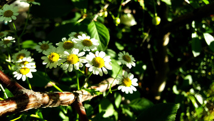 Beautiful White Daisy Flowers