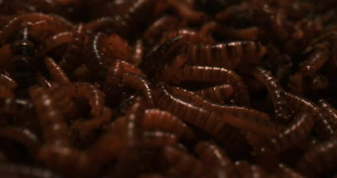 Heap Of Live Worms Crawling. macro shot