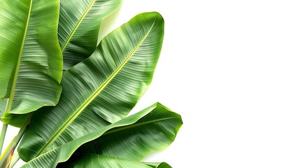 Fototapeta premium Green Banana Leaves on Left Side, Isolated on White Background : Suitable for Be Used as a Background in Any Project (Print, Graphic Design, Web Design) Related to Plants and Flowers Theme.