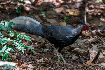 Siamese Fireback (Lophura diardi) The crest is similar to that of a paddle and is also blue. but from the nape to the back and wings are gray.