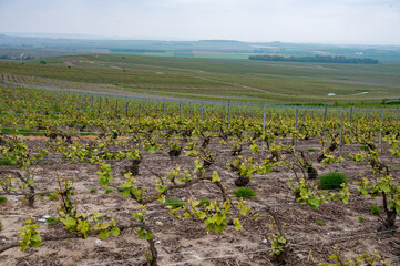 View on grand cru Champagne vineyards near Moulin de Verzenay, rows of pinot noir grape plants in Montagne de Reims near Verzy and Verzenay, Champagne, France