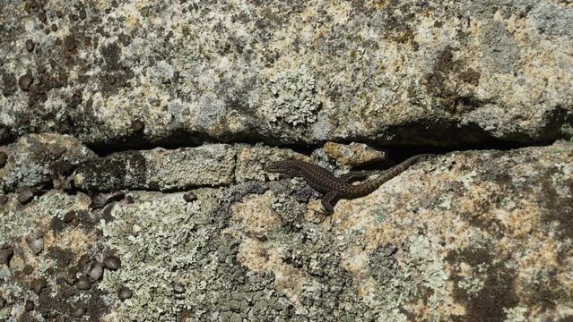 Black lizard sitting on granite rock wall at the archaeological site of the historical roman ruins of Citania de Briteiros near Guimaraes and Braga, situated high on hill overlooking the landscape.