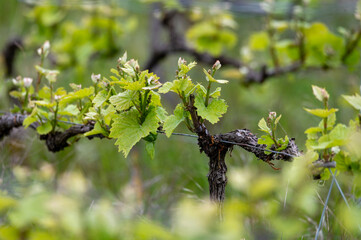 Close up on grand cru Champagne vineyards near Moulin de Verzenay, rows of pinot noir grape plants in Montagne de Reims near Verzy and Verzenay, Champagne, France