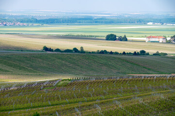 Landscape with green grand cru vineyards near Cramant, region Champagne, France. Cultivation of white chardonnay wine grape on chalky soils of Cote des Blancs.