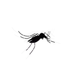 mosquito