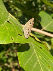 nature,insects,green,moth,butterfly