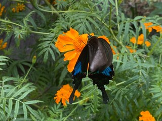 nature,insects,green,moth,butterfly