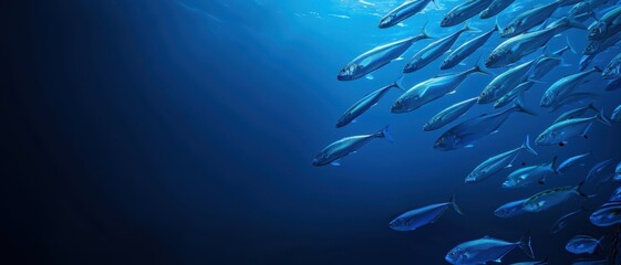 Fototapeta premium ocean, sun and striped mackerel