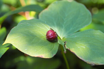 エンレイソウの実2