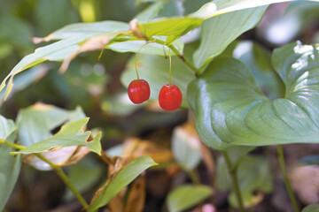 オオバタケシマランの実1