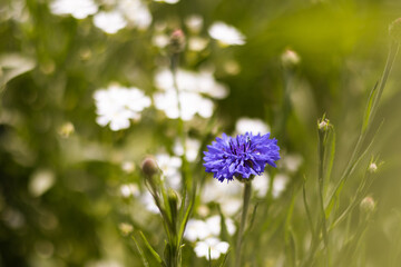 blue flower in the meadow