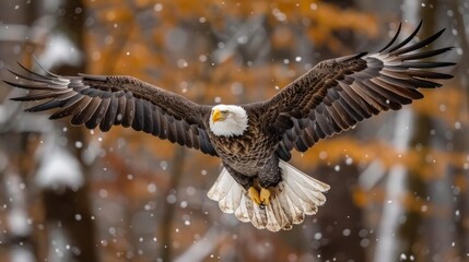 Fototapeta premium Bald Eagle in Flight Through a Snowy Forest