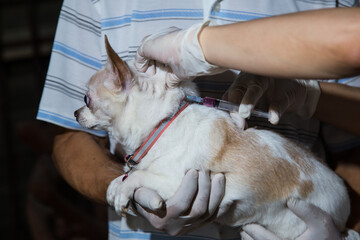 Rabies vaccination Give it to the dog yourself