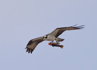 osprey in flight with caught fish