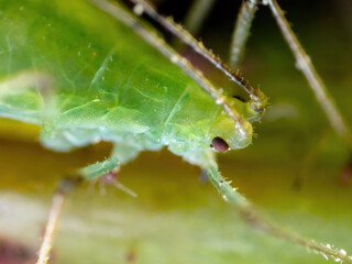 Aphid on Flower Twig. Greenfly or Green Aphid Garden Parasite Insect Pest Macro on Green Background