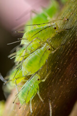Aphid Colony Close-up. Greenfly or Green Aphid Garden Parasite Insect Pest Macro on Green Background