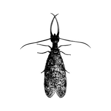 Dobsonfly hand drawing vector isolated on background.