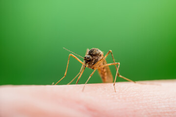 Malaria Infected Mosquito Bite. Leishmaniasis, Encephalitis, Yellow Fever, Dengue, Malaria Disease, Mayaro or Zika Virus Infectious Culex Mosquitoe Parasite Insect Macro.