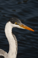 Cocoi Heron at dark lagoon (Ardea cocoi)