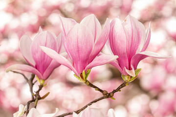 Full bloom cherry blossom 