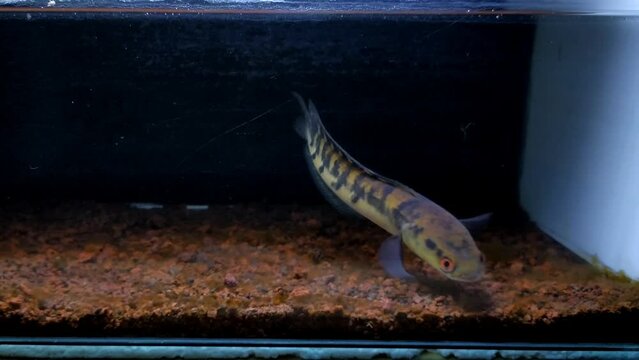 Channa Marulioides fish, locality of Lake Sentarum in West Kalimantan with a yellow color variant. Or can be called "Channa Maru Yellow Sentarum"
