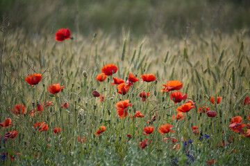 Fototapeta premium Red poppy flowers blooming in a lush green field on a sunny day