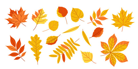 Autumn set. Collection of yellow leaves scattered across a white background. The leaves vary in size and shape