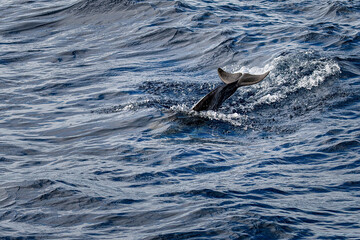 Fototapeta premium Dolphins jumping out from the waters
