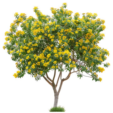 Larrea Cuneifolia Tree Isolated on Transparent